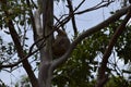Cute wild koala bear is climbing on the tree in Noosa National Park Royalty Free Stock Photo