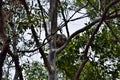 Cute wild koala bear is sleeping on the tree in Noosa National Park Royalty Free Stock Photo