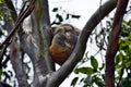 Cute wild koala bear is sleeping on the tree in Noosa National Park Royalty Free Stock Photo