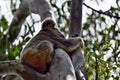 Cute wild koala bear is sleeping on the tree in Noosa National Park Royalty Free Stock Photo