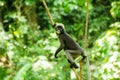 A cute wild monkey lives in a natural forest, Railay Bay Beach, Krabi, Thailand Royalty Free Stock Photo