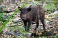 Cute wild pig baby piglet portrait in the forest Royalty Free Stock Photo