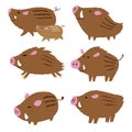Cute wild pigs, wild boars, Chinese zodiac animal