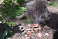 Cute wild porcupine walking through leaves in the sunlight