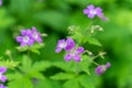 Cute wild purple flowers in the grass. natural background Royalty Free Stock Photo