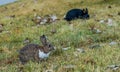 Cute wild rabbits foraging in the grass. Canmore, Alberta, Canada.