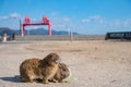 Cute wild rabbits on Okunoshima Island in sunny weaher