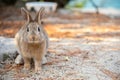 Cute wild rabbits on Okunoshima Island in sunny weaher