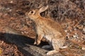 Cute wild rabbits on Okunoshima Island in sunny weaher