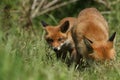 A cute wild Red Fox cub, Vulpes vulpes, standing in the long grass next to the vixen.