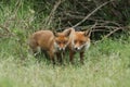 A cute wild Red Fox cub, Vulpes vulpes, standing in the long grass next to the vixen.