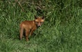 A cute wild Red Fox cub Vulpes vulpes standing in the long grass. It has followed its mother from the den.