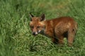 A cute wild Red Fox cub Vulpes vulpes standing in the long grass. It has followed its mother from the den.