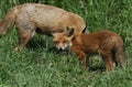 A cute wild Red Fox cub, Vulpes vulpes, standing in the long grass next to the vixen.