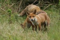 A cute wild Red Fox cub, Vulpes vulpes, standing in the long grass next to the vixen.