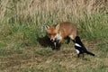 A wild Red Fox, Vulpes vulpes, hunting for food in a field being watched by a Magpie.