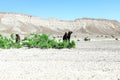 A cute, wild, single-humped camel in the Moroccan desert