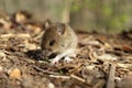 Cute wild Wood mouse (Apodemus sylvaticus)  Germany Royalty Free Stock Photo