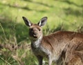 Cute wild young kangaroo close-up, animal portrait Royalty Free Stock Photo