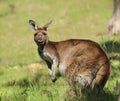 Cute wild young kangaroo grazing close-up, animal portrait Royalty Free Stock Photo