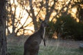 Cute wild young kangaroo stands in the forest, stand among trees, sunset background Royalty Free Stock Photo