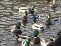 Cute winter mallard ducks gathering in a pond