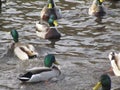 Cute winter mallard ducks gathering in a pond