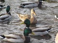 Cute winter mallard ducks gathering in a pond