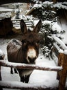 Cute winter photo. The donkey walks in the yard in winter. In the background you can see Christmas trees and pine trees covered