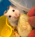 Cute Winter White Dwarf Hamster is being fed with cucumber. Royalty Free Stock Photo
