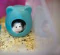 Cute Winter White Dwarf Hamster head out of her house begging for pet food.