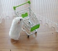 A Cute Winter White Dwarf Hamster looking for pet food on the empty miniature shopping cart.