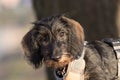 cute wire haired dachshund face