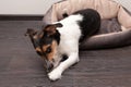 Cute wire haired Jack Russel terrier puppy playing with blue rubber bone. Adorable broken coated pup chewing a toy on a Royalty Free Stock Photo