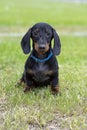 Cute wire-haired miniature dachshund puppy posing for the photographer on the terrace Royalty Free Stock Photo