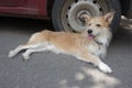 Cute wiry half-breed dog lying down along car wheelt