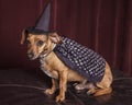 Cute Witch Dog