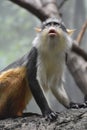 Wolf`s Guenon Monkey Gazing Up at Another Monkey Royalty Free Stock Photo