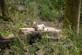 Cute wolfling resting on the tree trunk in the zoo of Osnabruck Royalty Free Stock Photo