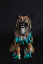 Cute wolfsspitz with blue feathers necklace Royalty Free Stock Photo