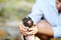 Cute woman farmer or veterinar exams a small piglet breed of lop-bellied on backyard of farm. Growing livestock is a traditional