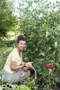 Cute woman picking organic cherry tomatoes Royalty Free Stock Photo