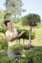 Cute Woman trimming bonsai tree Royalty Free Stock Photo