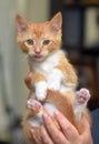 Wonderful ginger with a white kitten in hands