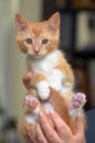 Wonderful ginger with a white kitten in hands