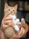 Wonderful ginger with a white kitten in hands