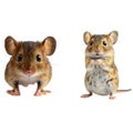 Cute Wood mouse (Apodemus sylvaticus) sitting on hind legs and looking in the camera on white background Royalty Free Stock Photo