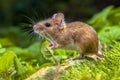 Cute Wood mouse on root of tree Royalty Free Stock Photo