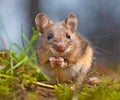 Cute Wood mouse sitting on its hind legs Royalty Free Stock Photo