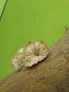 cute wood mushroom